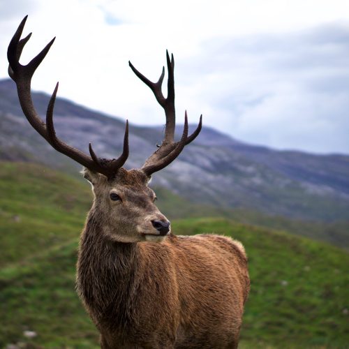 Portrait of Stag in Scottish Highlands, Scotland.
